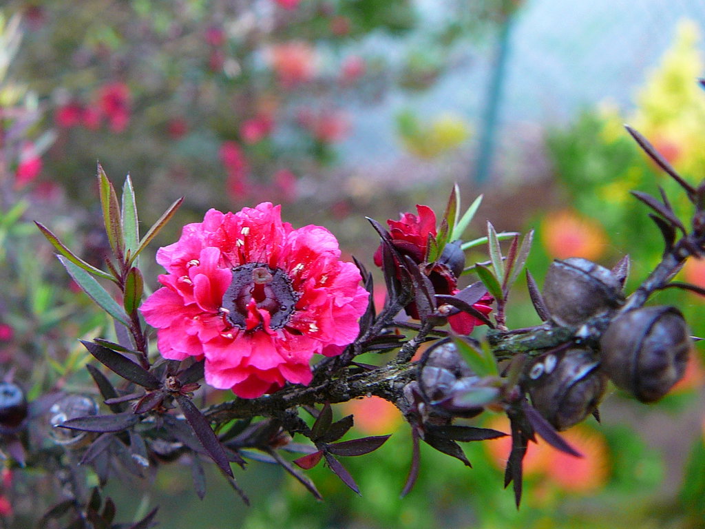 Aprenda A Cultivar A Erica Japonesa Leptospermum Scoparium Plantasonya O Seu Blog Sobre Cultivo De Plantas E Flores