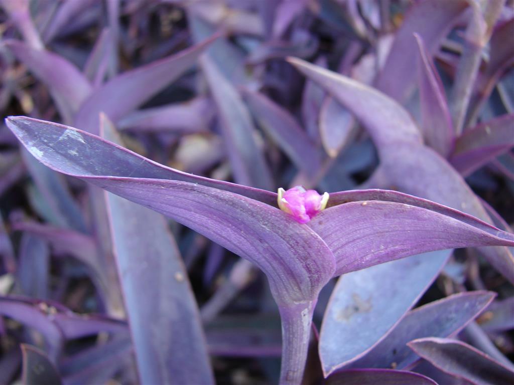 00_Tradescantia_pallida