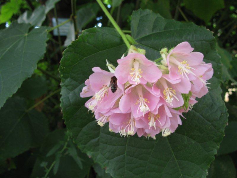 01-Dombeya 12.09