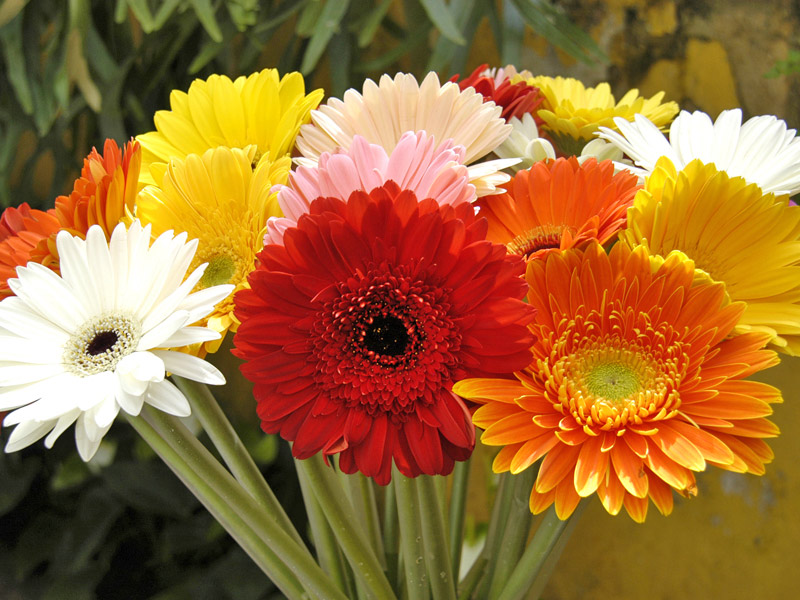 01-Gerberas_1