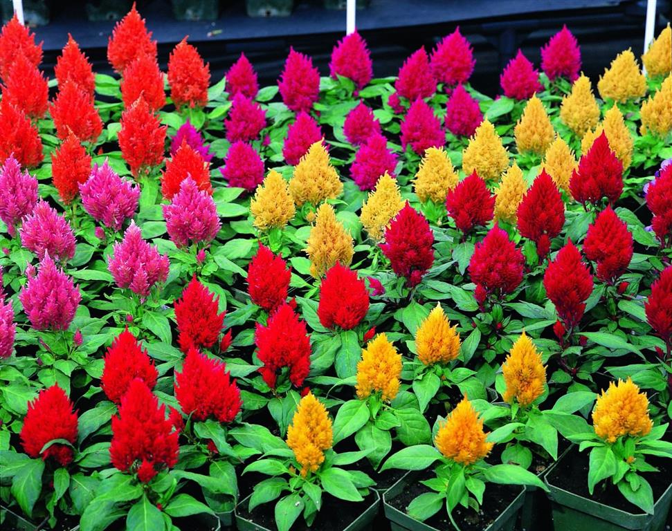 celosia