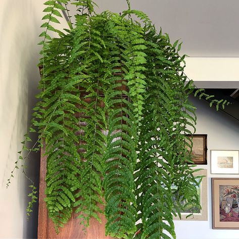 Polypodium persicifolium