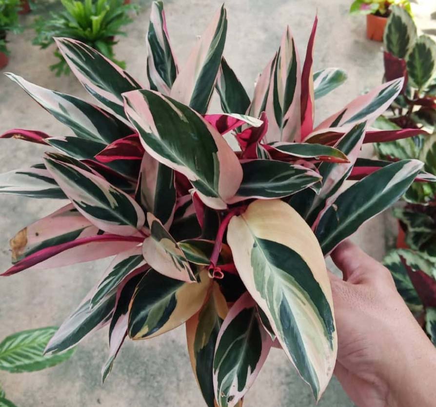 Calathea triostar