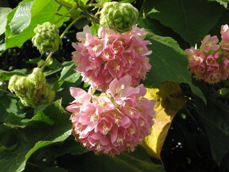 03-Dombeya