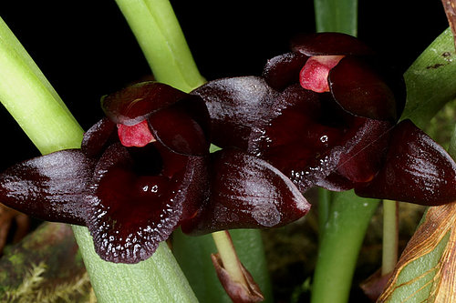 Maxillaria schunkeana