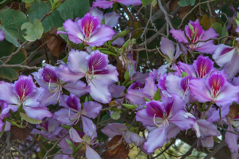 bauhinia