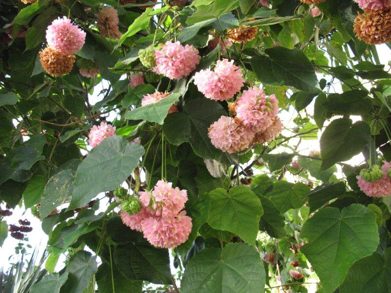 05-Dombeya 9