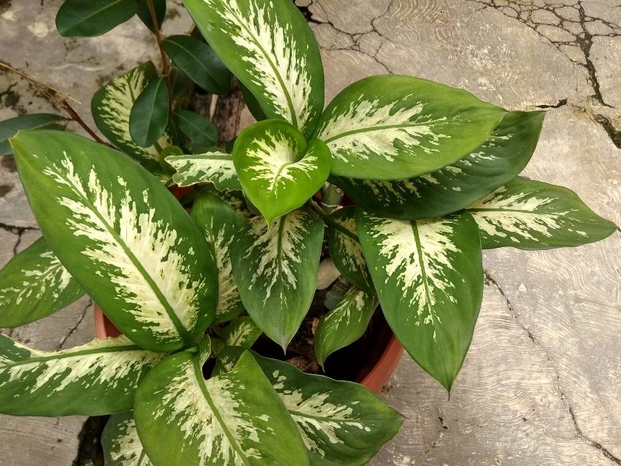 Dieffenbachia seguine