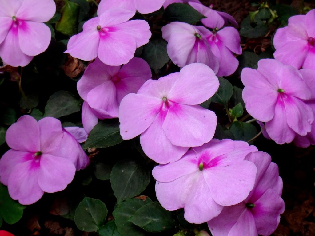 impatiens