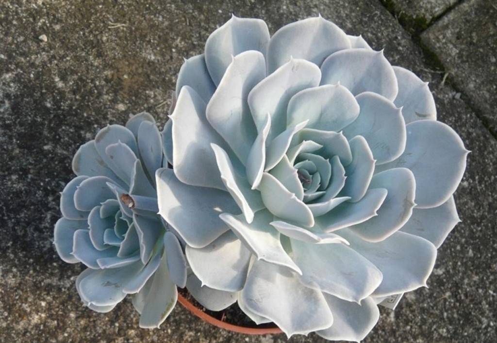 Echeveria runyonii