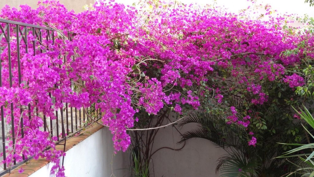 Bougainvillea