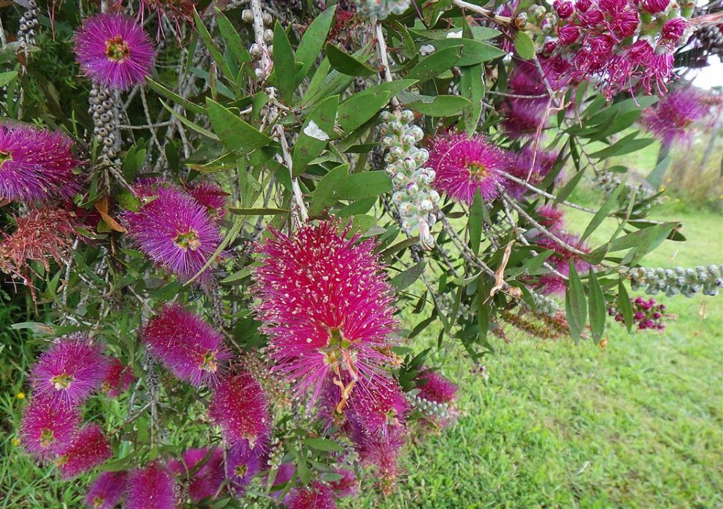 Callistemon_Burgundy