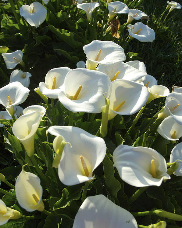 Zantedeschia aethiopica