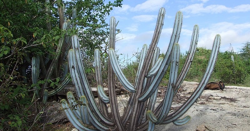 Pilosocereus magnificus