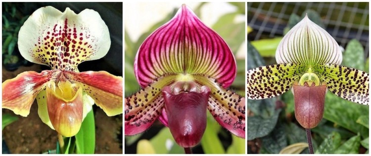 orquídea-sapatinho