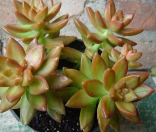 suculenta-sedum-nusbaumerianum