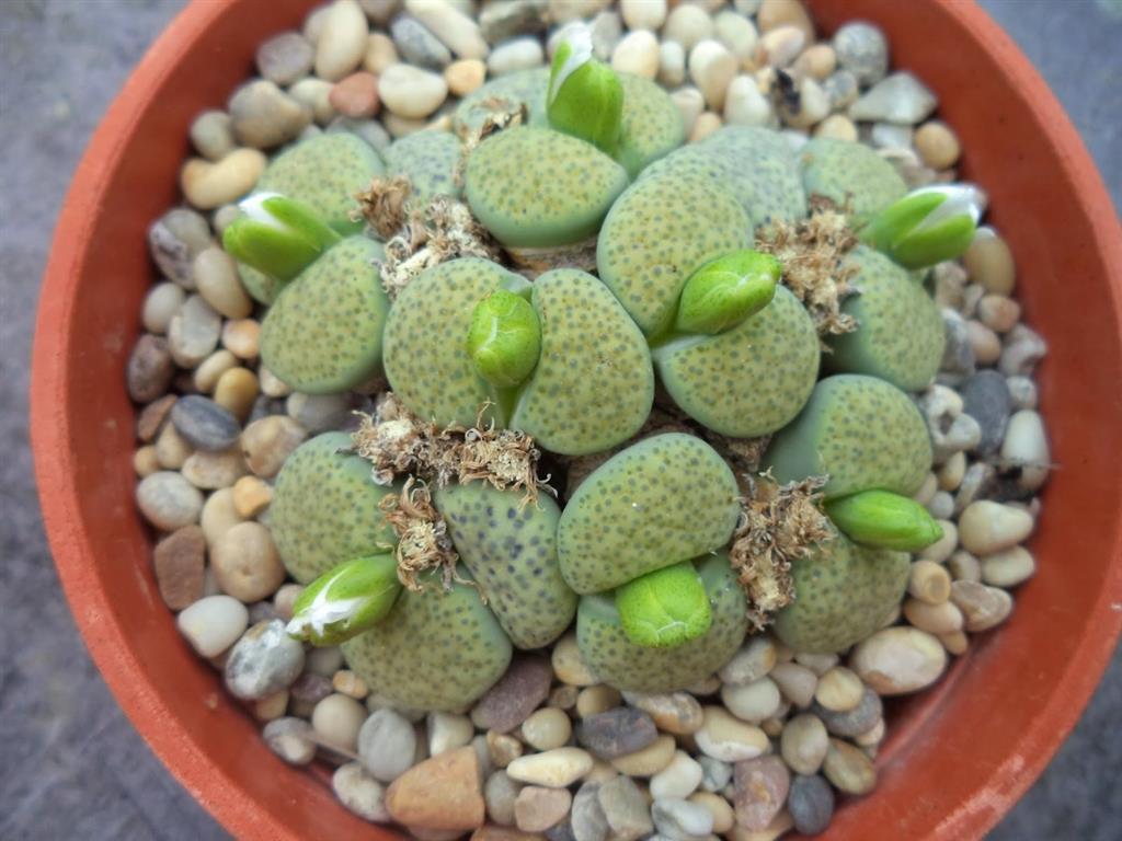 lithops