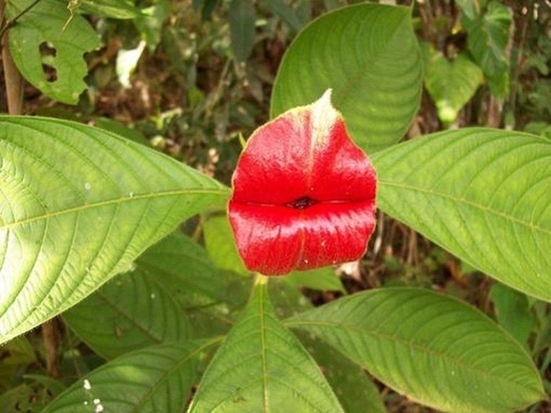 flor-do-beijo