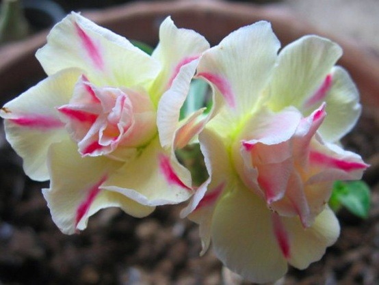 rosa-deserto-tripla