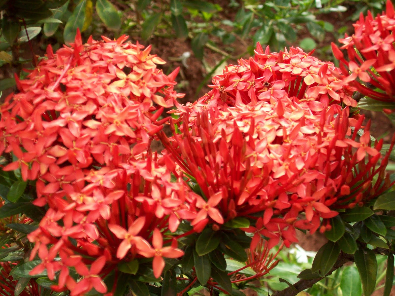 Ixora