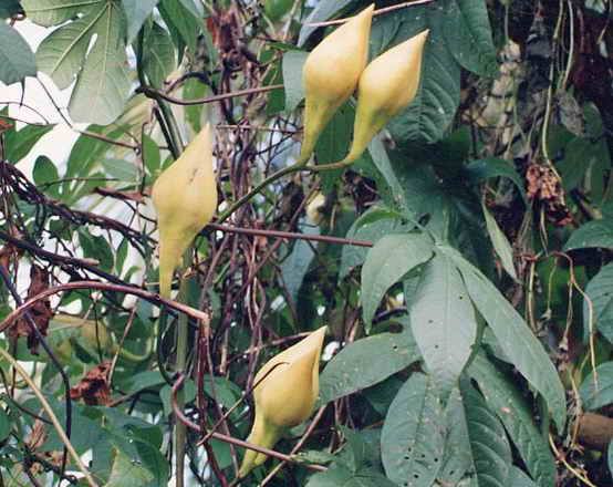 Rosa-de-madeira