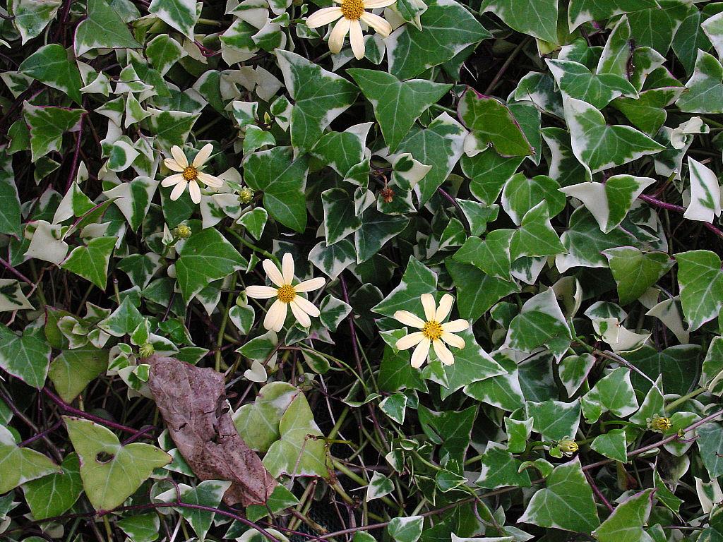 Senecio_macroglossus