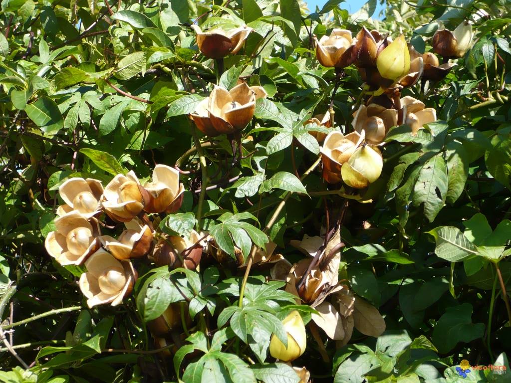 Ipomoea tuberosa 