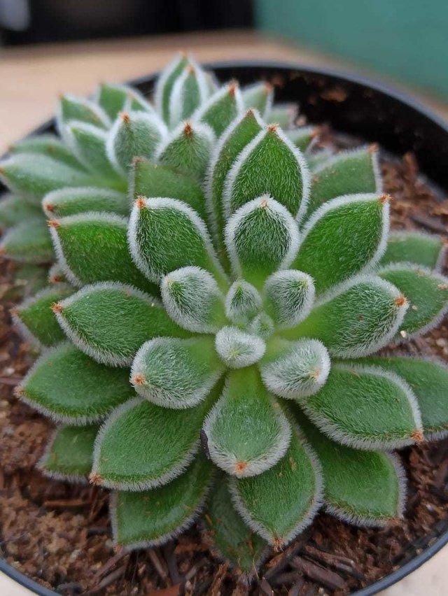 echeveria setosa