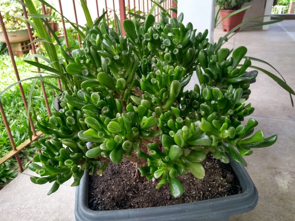 Crassula gollum