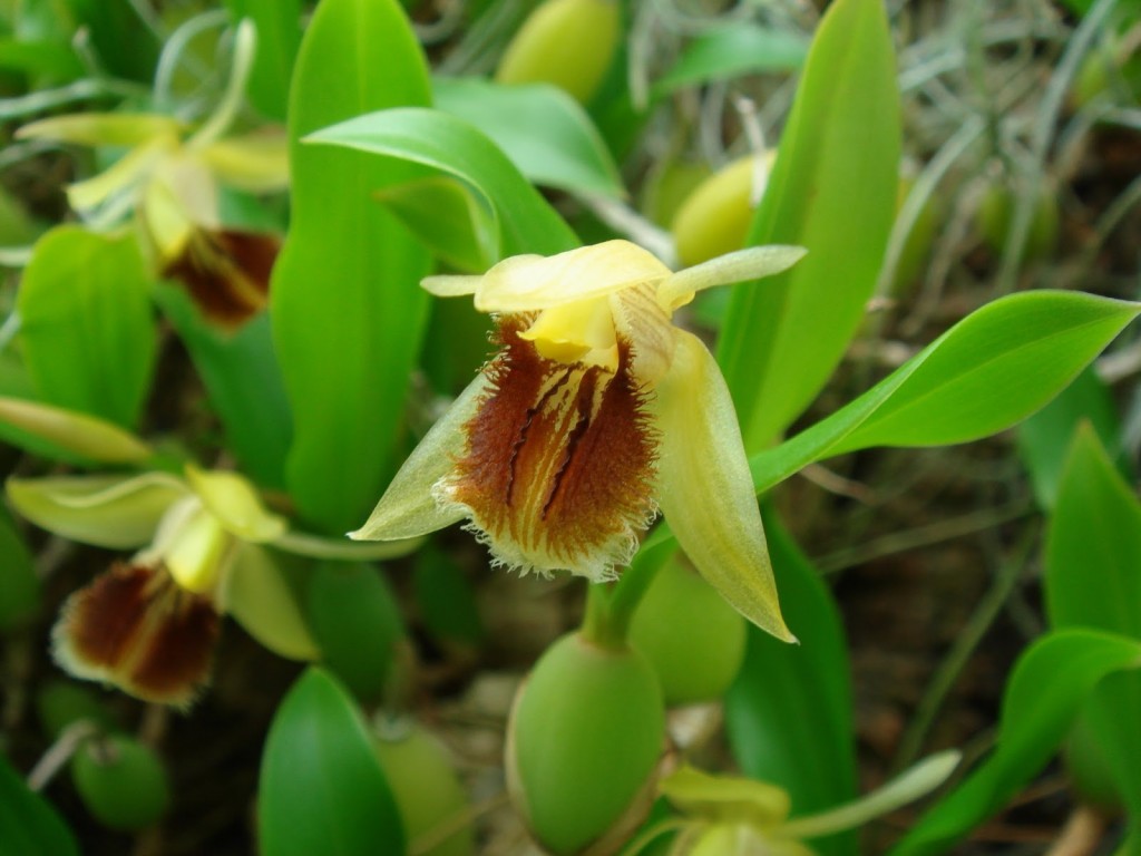 Coelogyne fimbriata