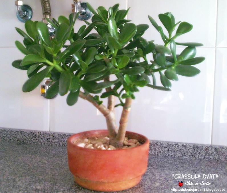 crassula ovata