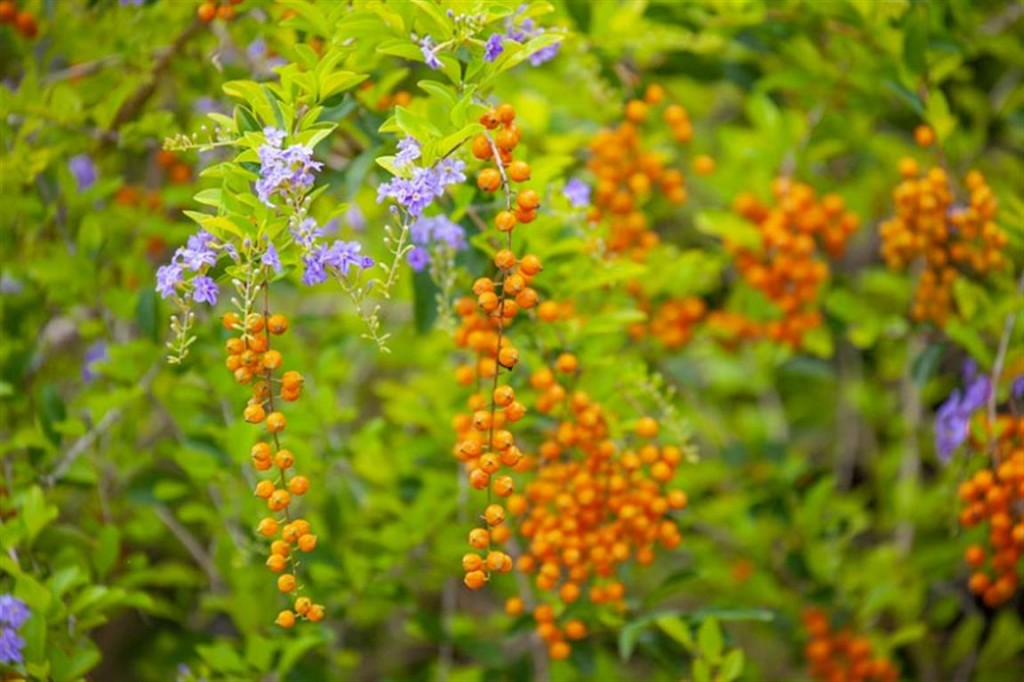 duranta erecta