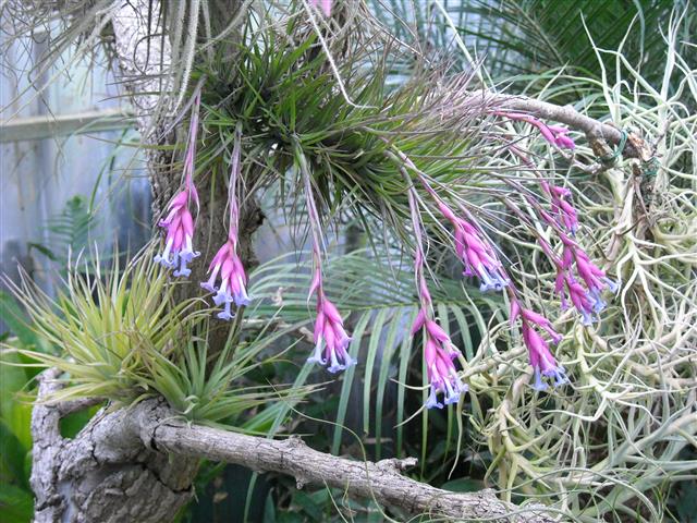 11Tillandsia bergeri