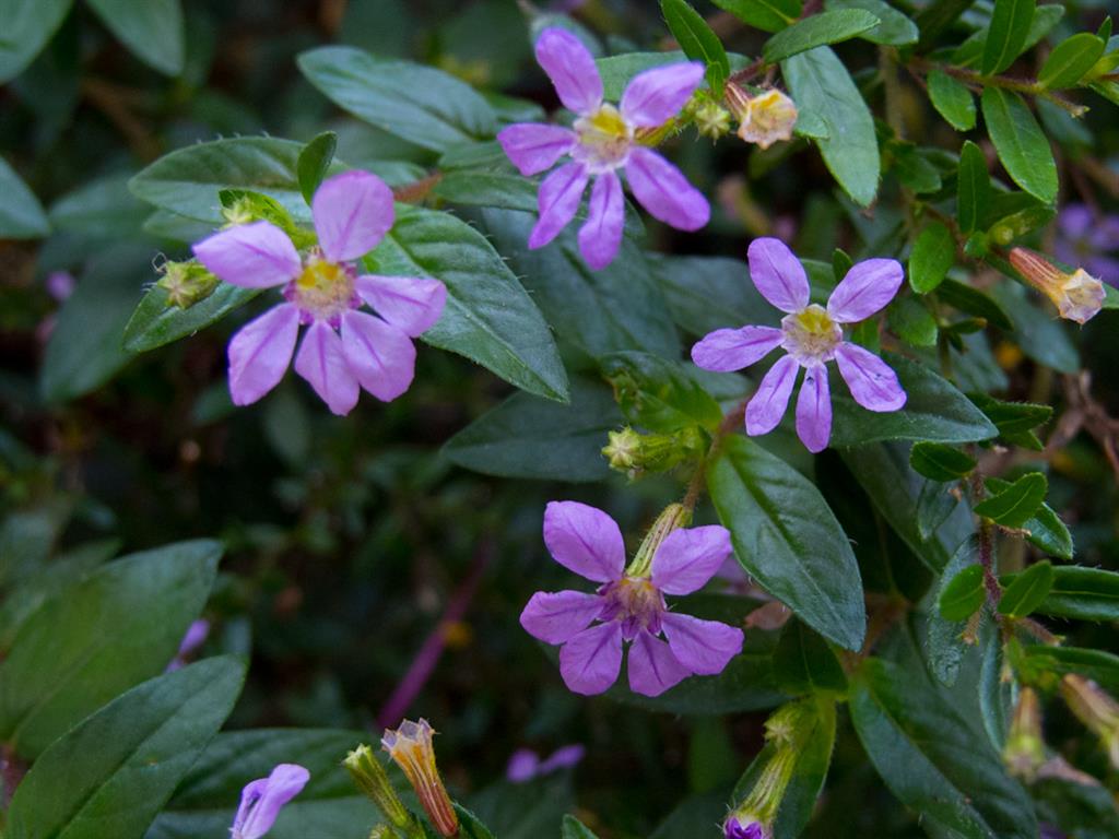 12-Cuphea-gracilis lilás 