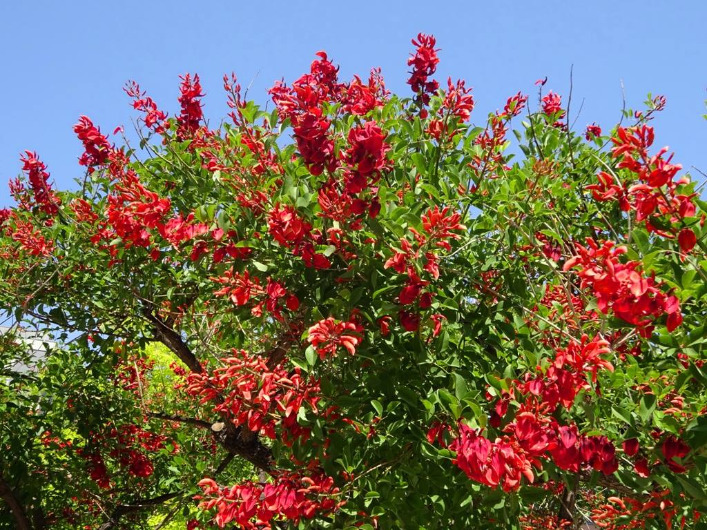 Corticeira (Erythrina crista-galli L)