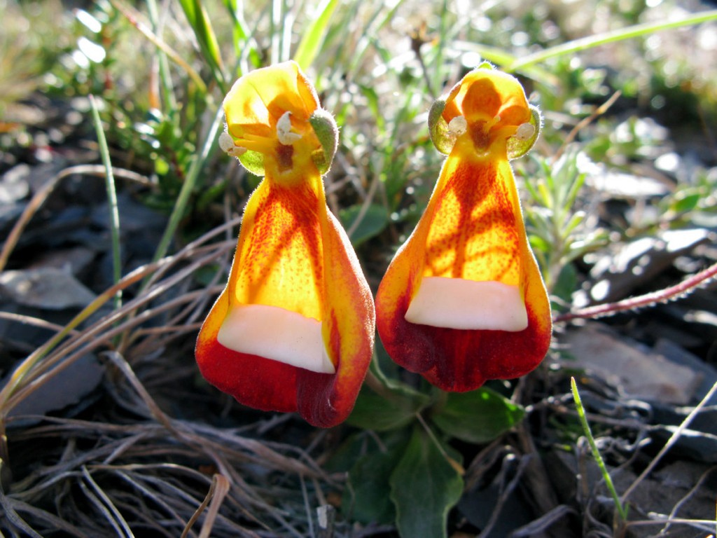 Calceolaria_uniflora