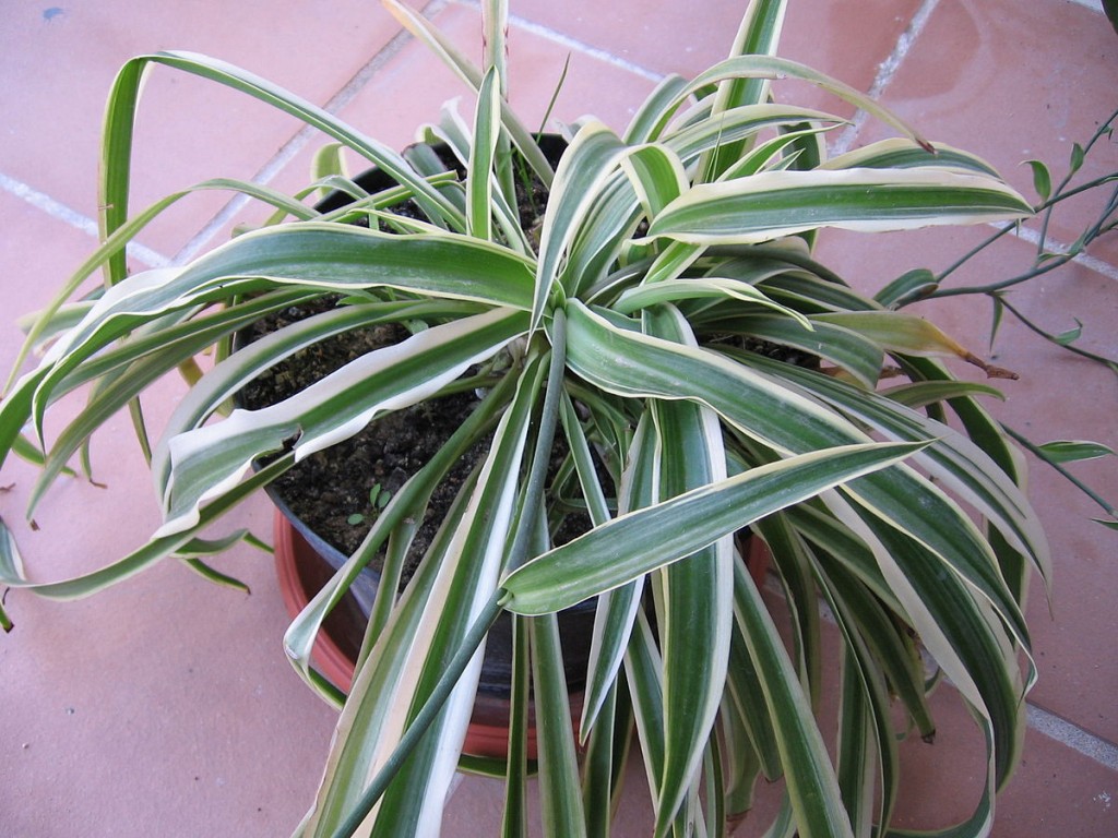 Chlorophytum_comosum