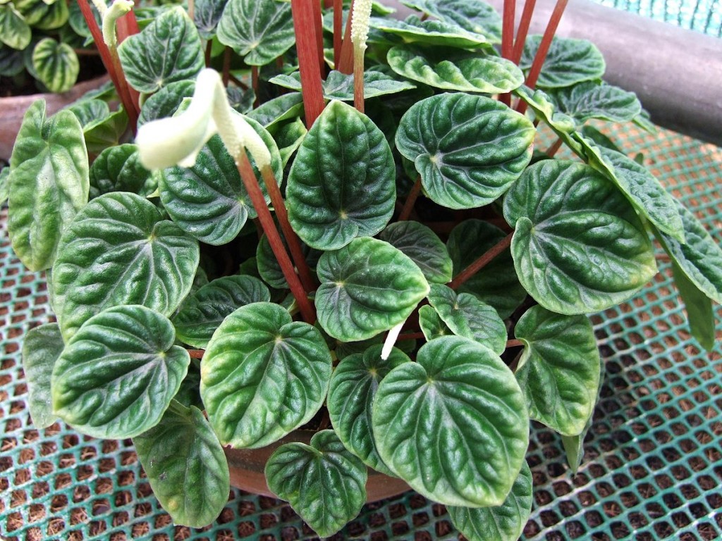 Peperomia_caperata