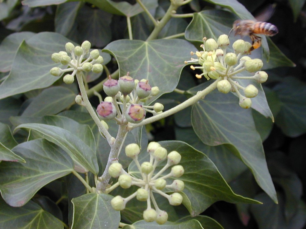 Hedera_helix