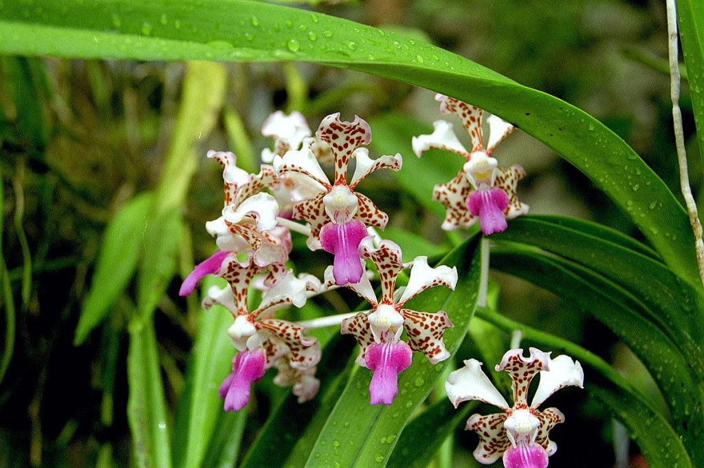 Vanda_tricolor_var.