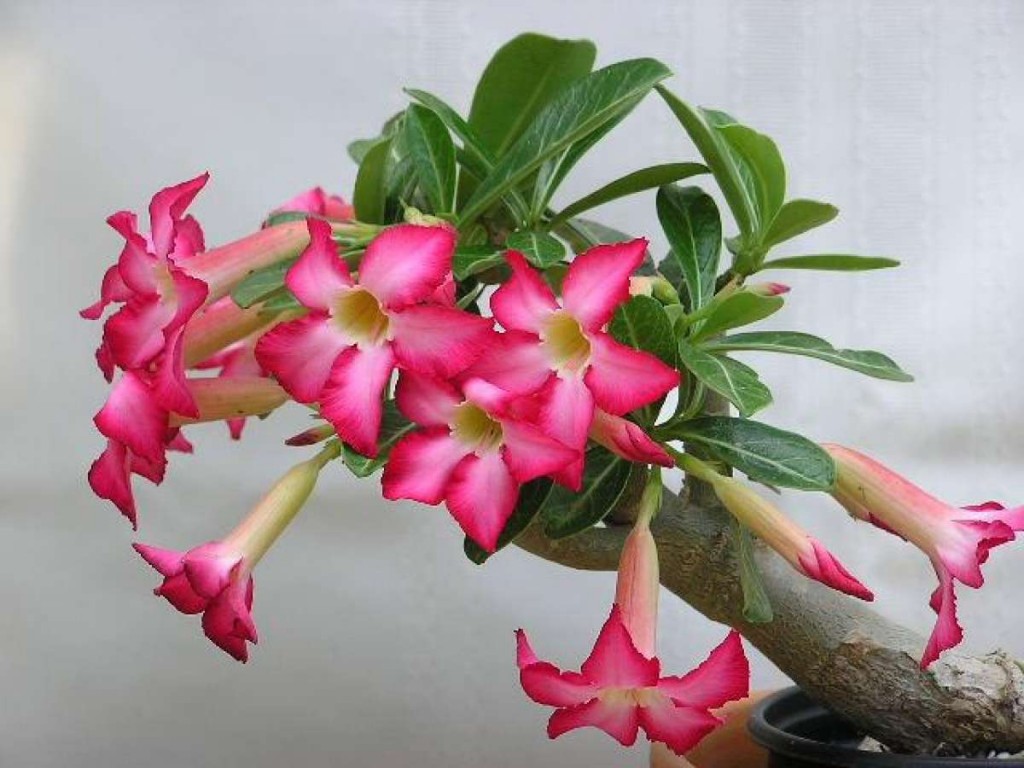 Adenium