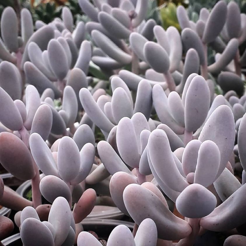 Pachyphytum oviferum