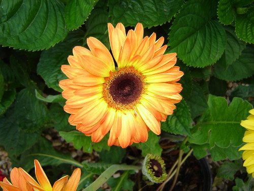 gerbera