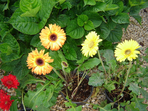 gerbera