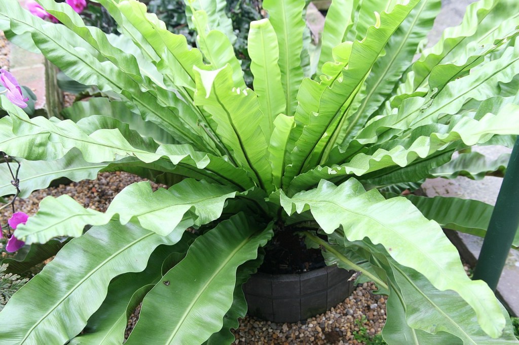 Asplenium_nidus