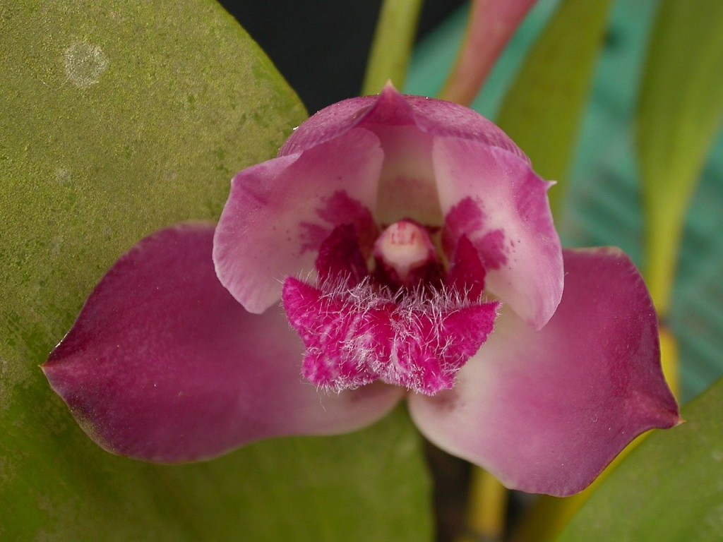 Bifrenaria_tyrianthina