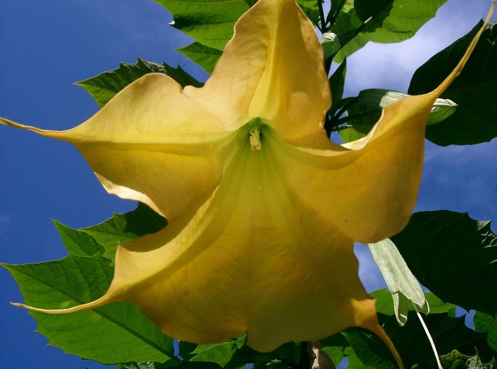 Brugmansia suaveolens