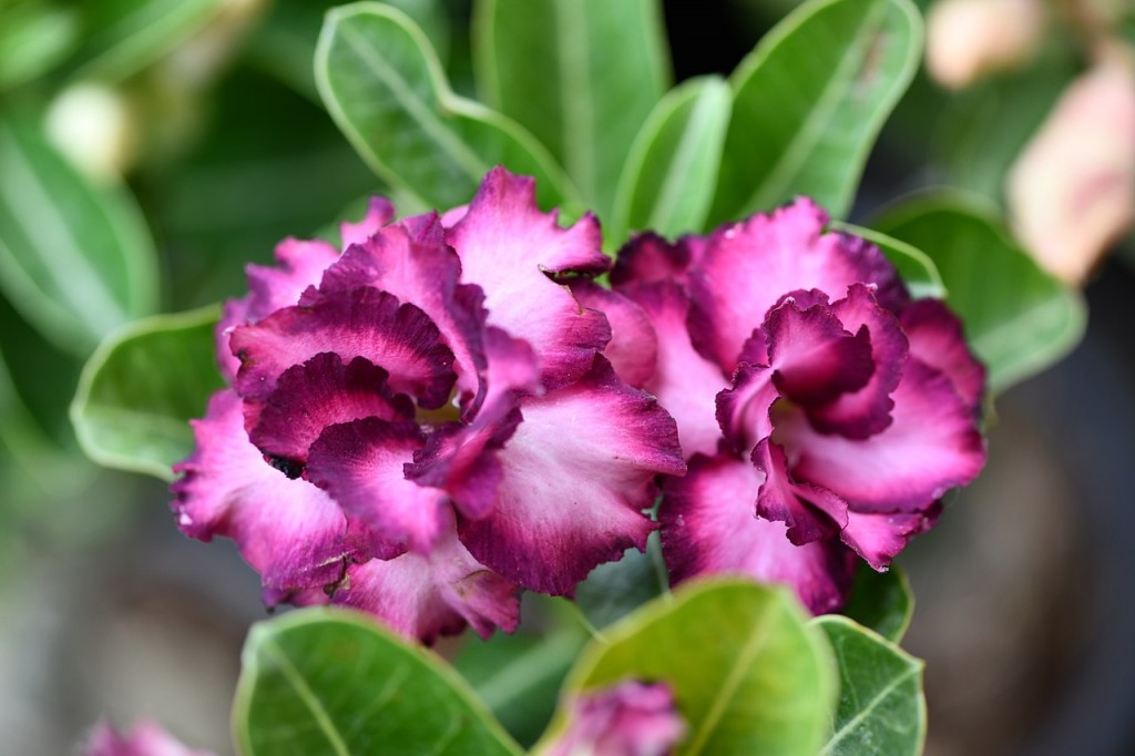 Adenium