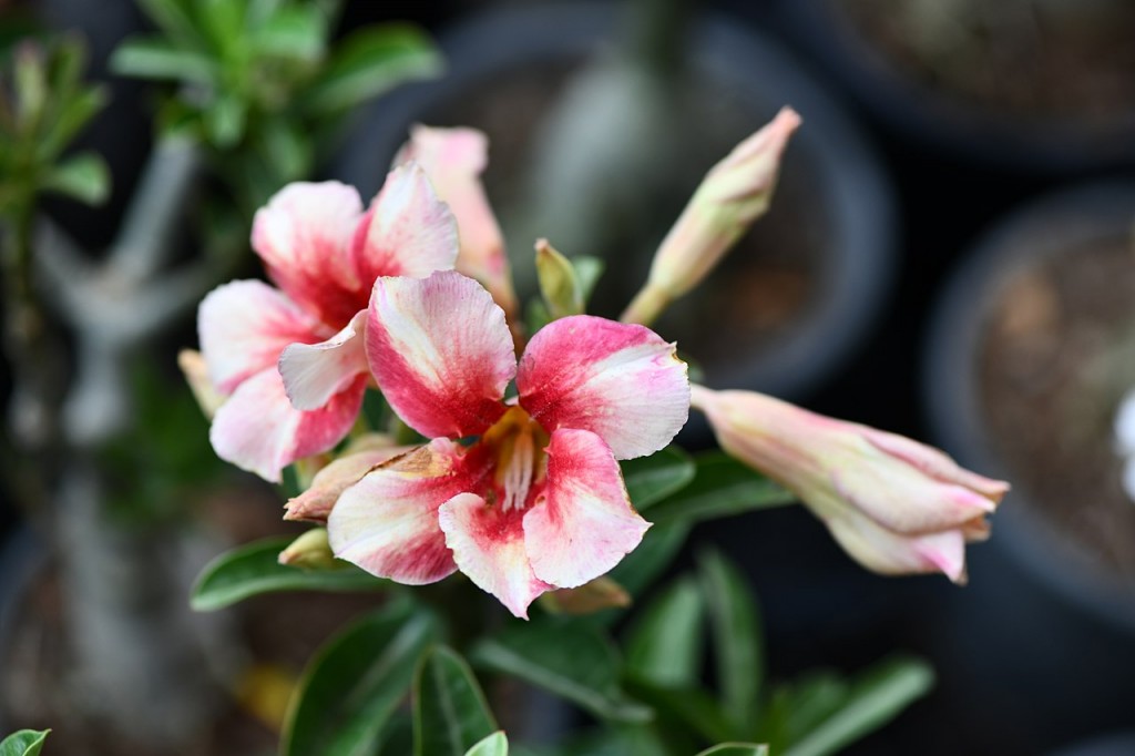 Adenium