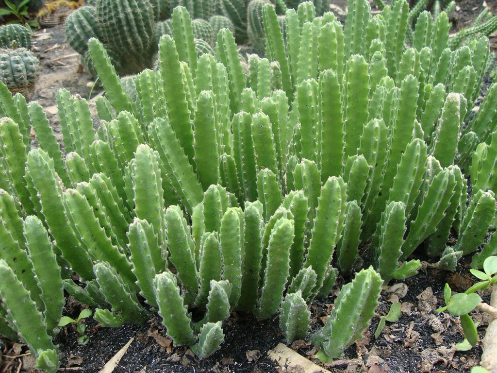 Stapelia_gigantea